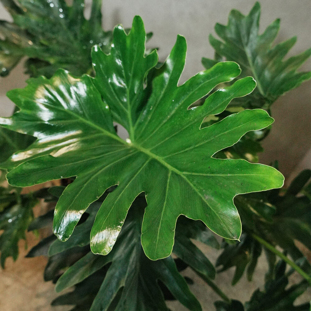 大天使蔓綠絨