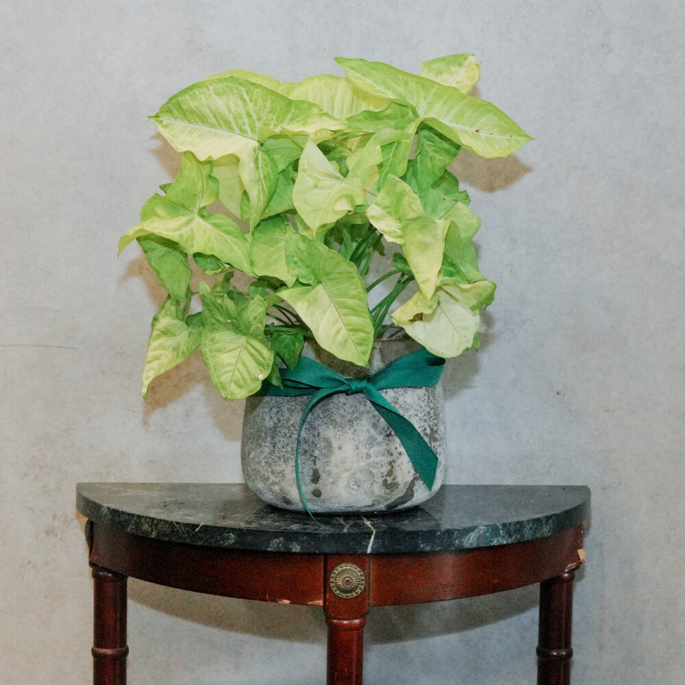 黃金合果芋