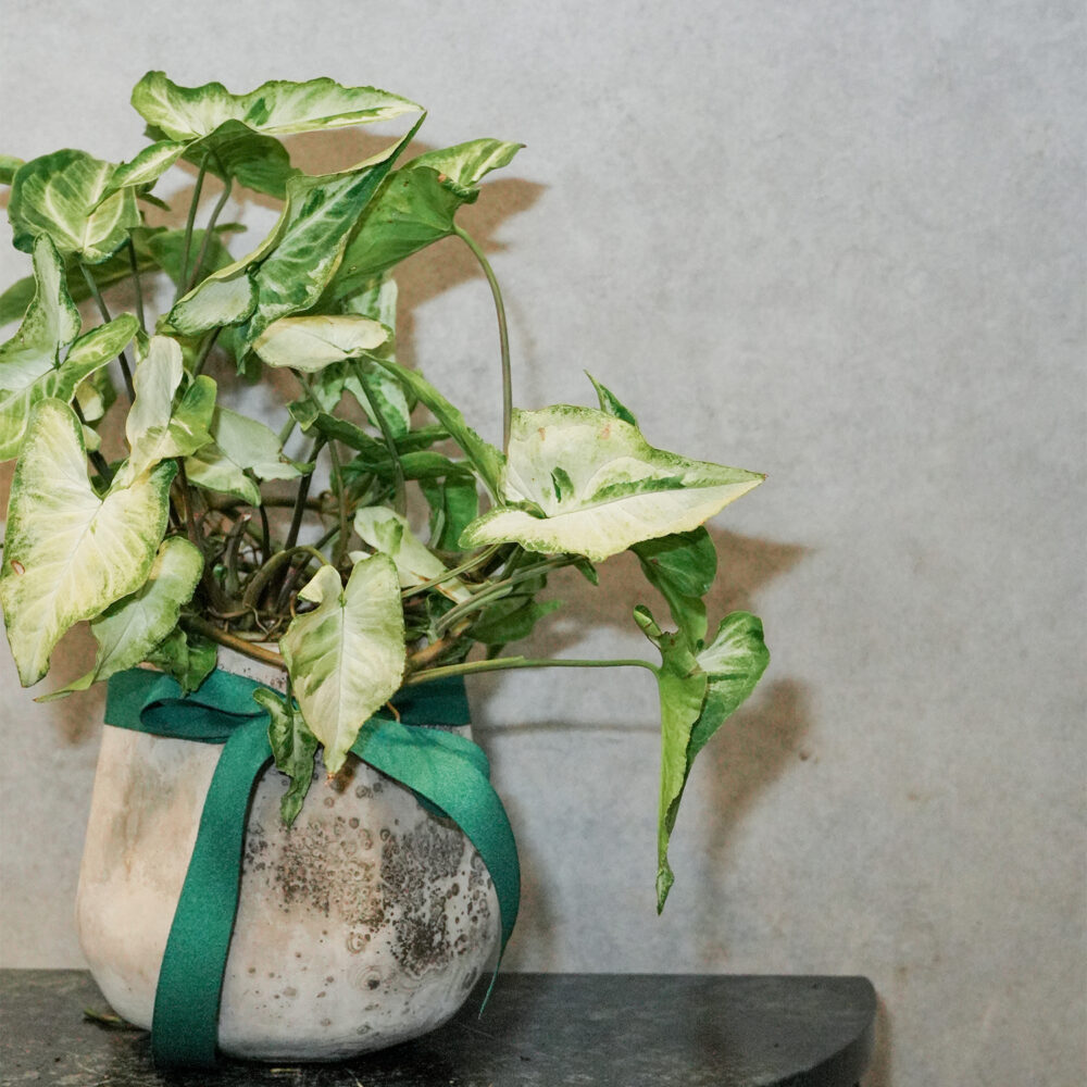 綠精靈合果芋