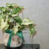 綠精靈合果芋