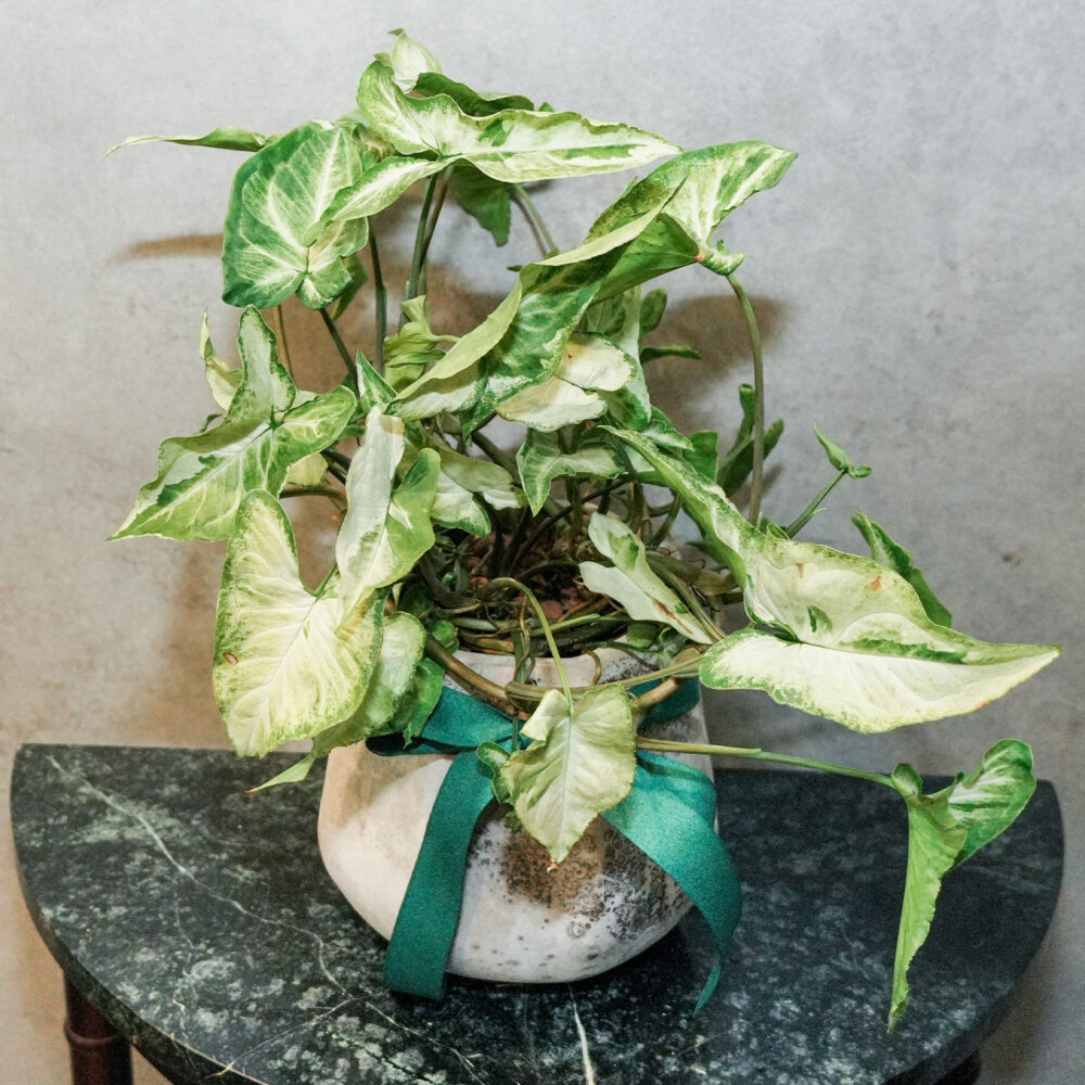 綠精靈合果芋