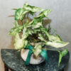綠精靈合果芋