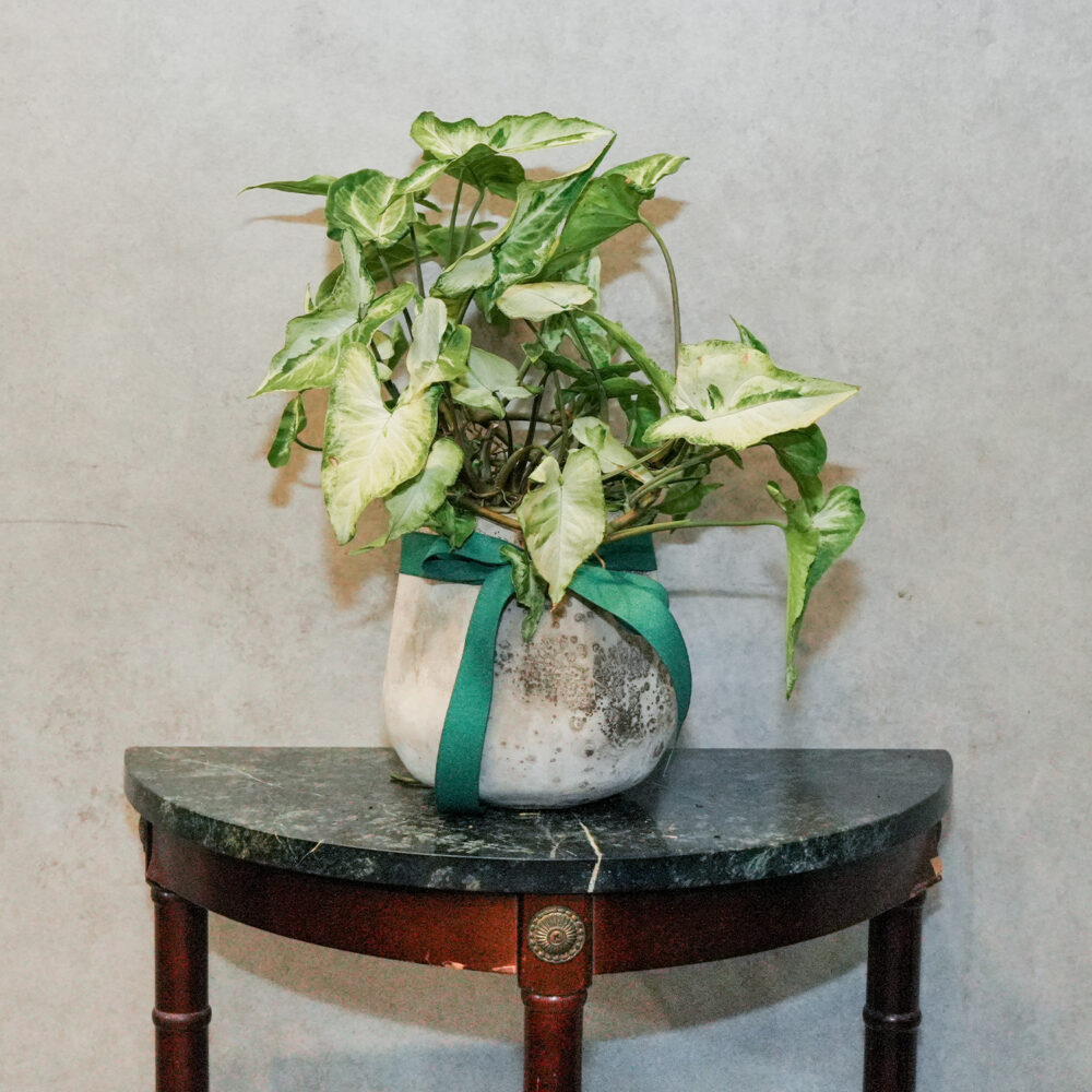 綠精靈合果芋