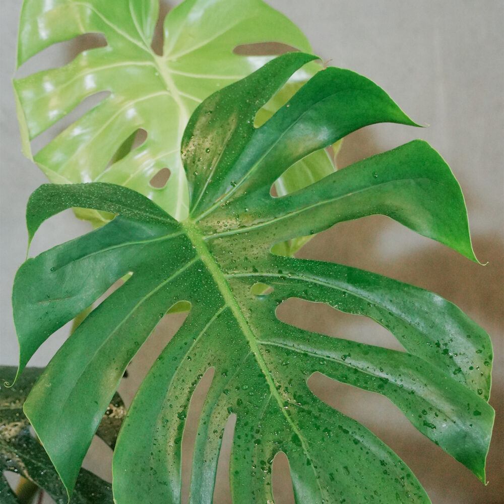 龜背芋水泥盆