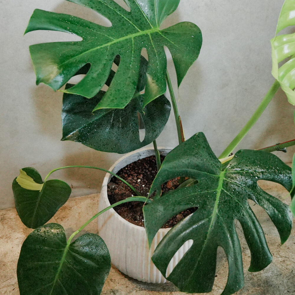 龜背芋水泥盆