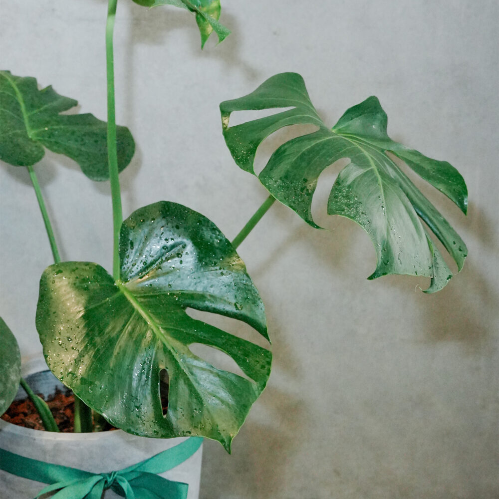 龜背芋水泥盆