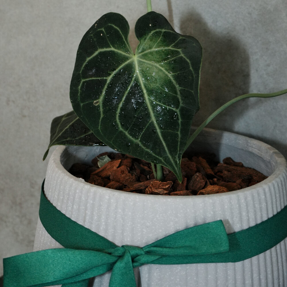 明脈花燭