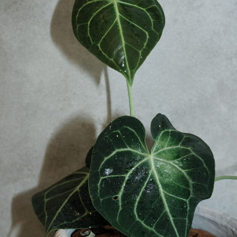 明脈花燭
