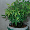 發財樹｜現貨｜