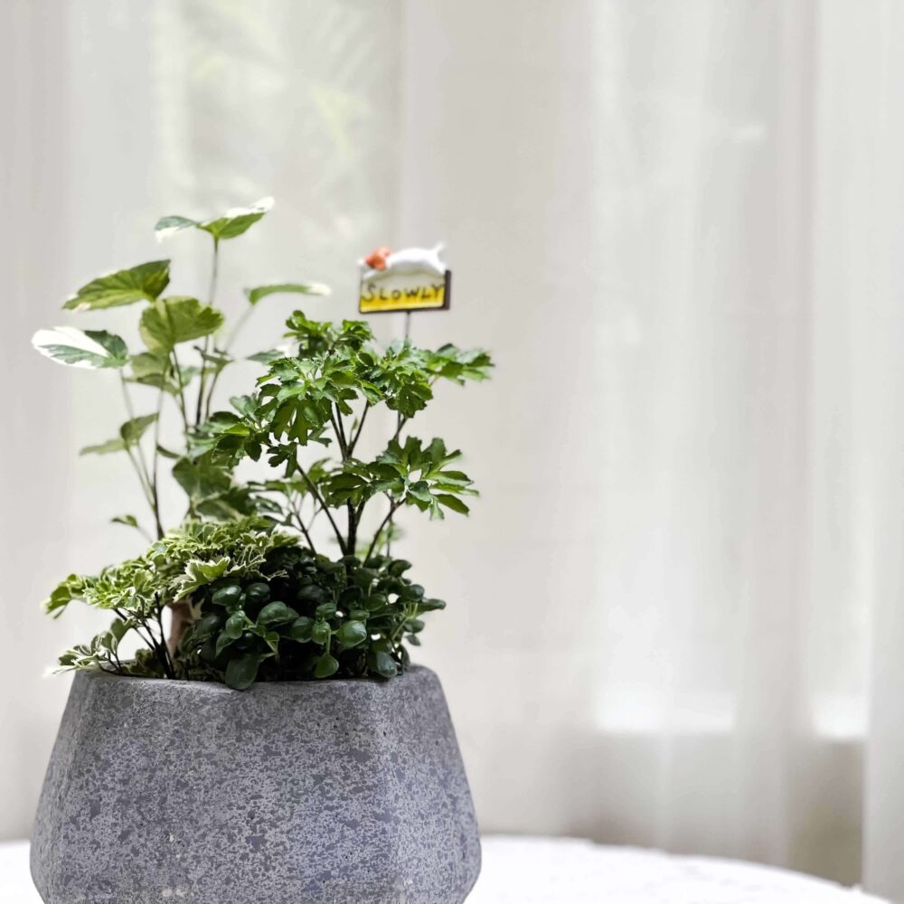 福祿桐水泥盆