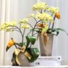 伊斯坦堡 蝴蝶蘭桌上型花禮