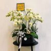 如夏 蝴蝶蘭桌上型花禮