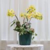 金黃春日 蝴蝶蘭桌上型花禮