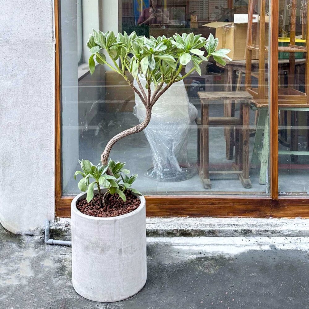 白水木水泥盆
