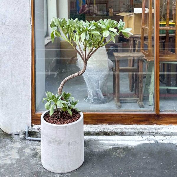 白水木水泥盆
