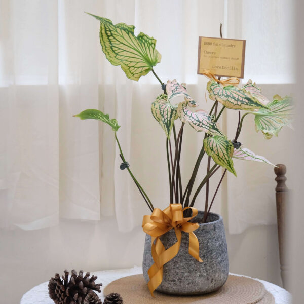 彩葉芋水泥盆