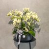 如夏 蝴蝶蘭桌上型花禮