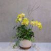 簡單愛 蝴蝶蘭桌上型花禮