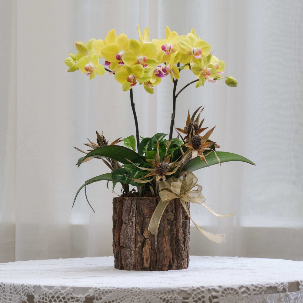 download 迷你蝴蝶蘭桌上型花禮