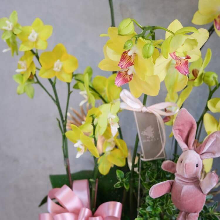 甜甜的 蝴蝶蘭桌上型花禮