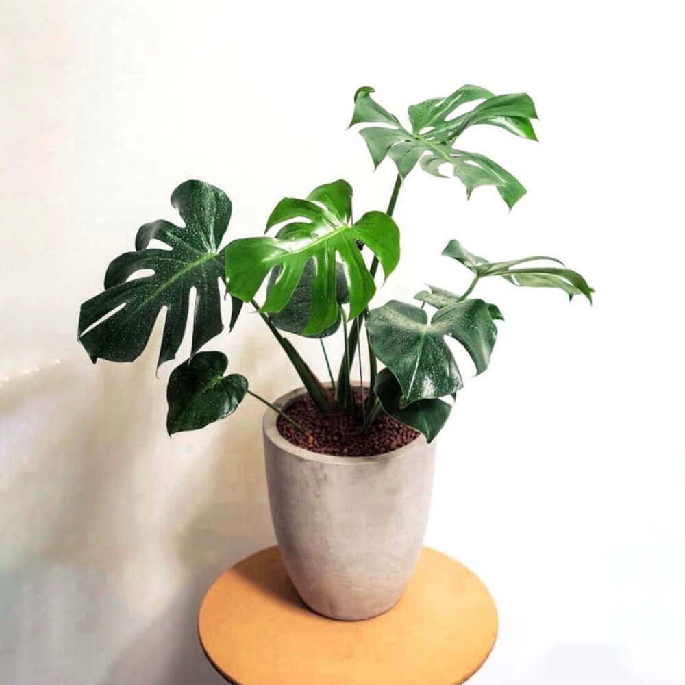 龜背芋水泥盆